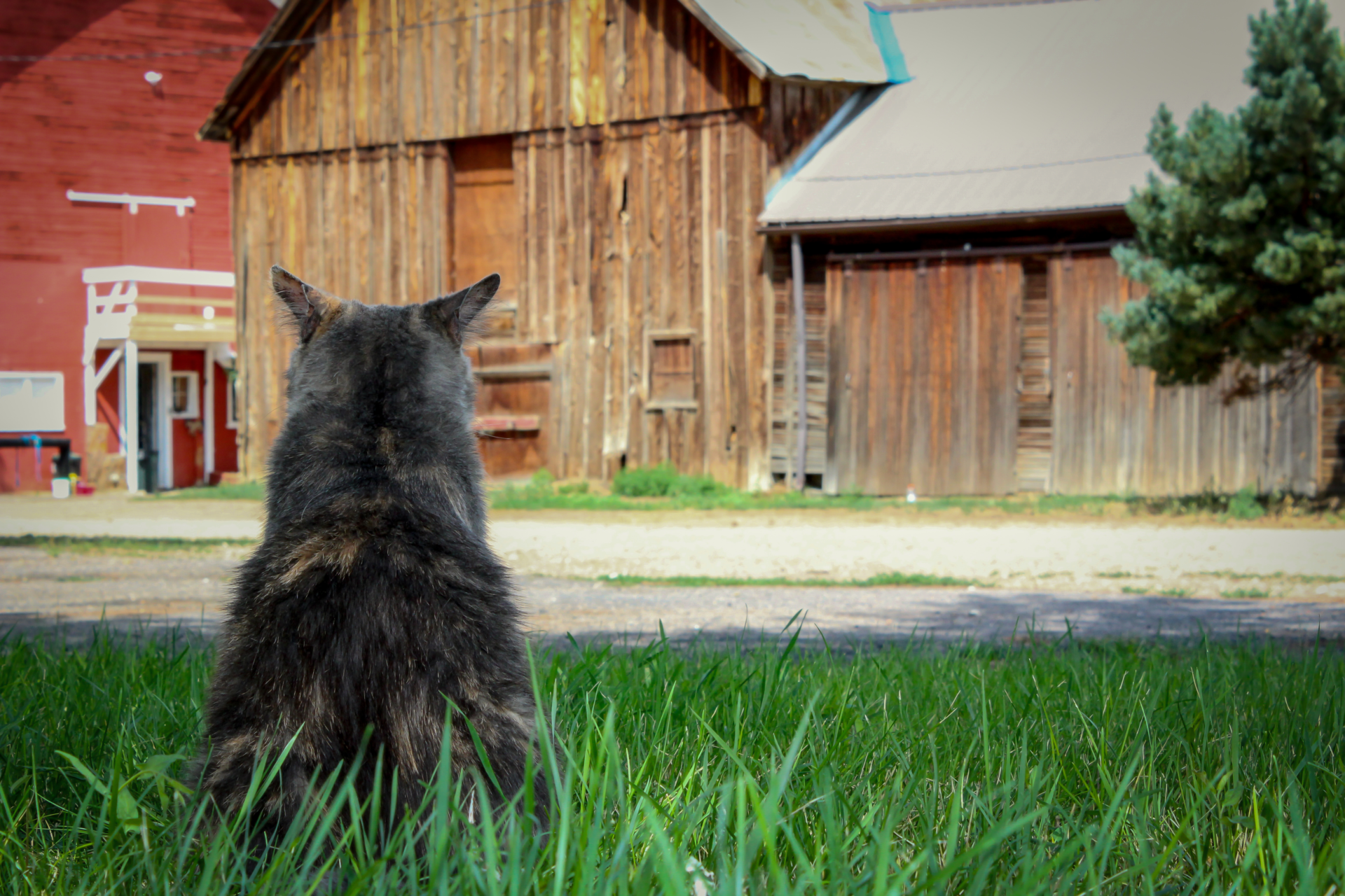 Adopt a homeless dog, cat, rabbit or horse | New Hampshire SPCA