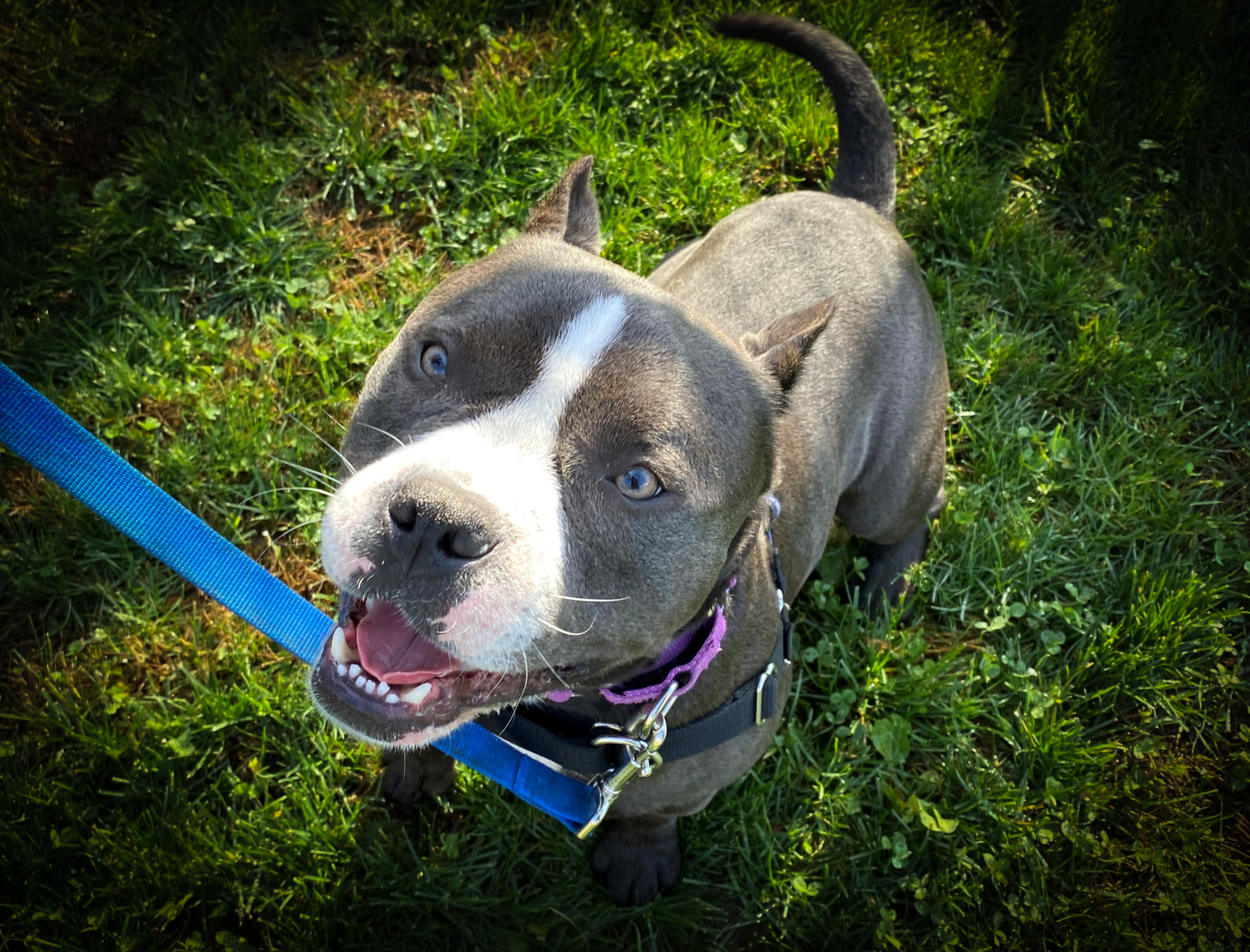 Pet of the Week: Brix - NHSPCA