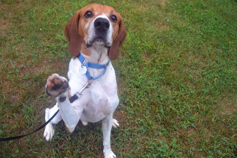 Adult Dog Training