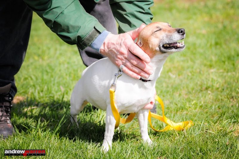 About the New Hampshire SPCA