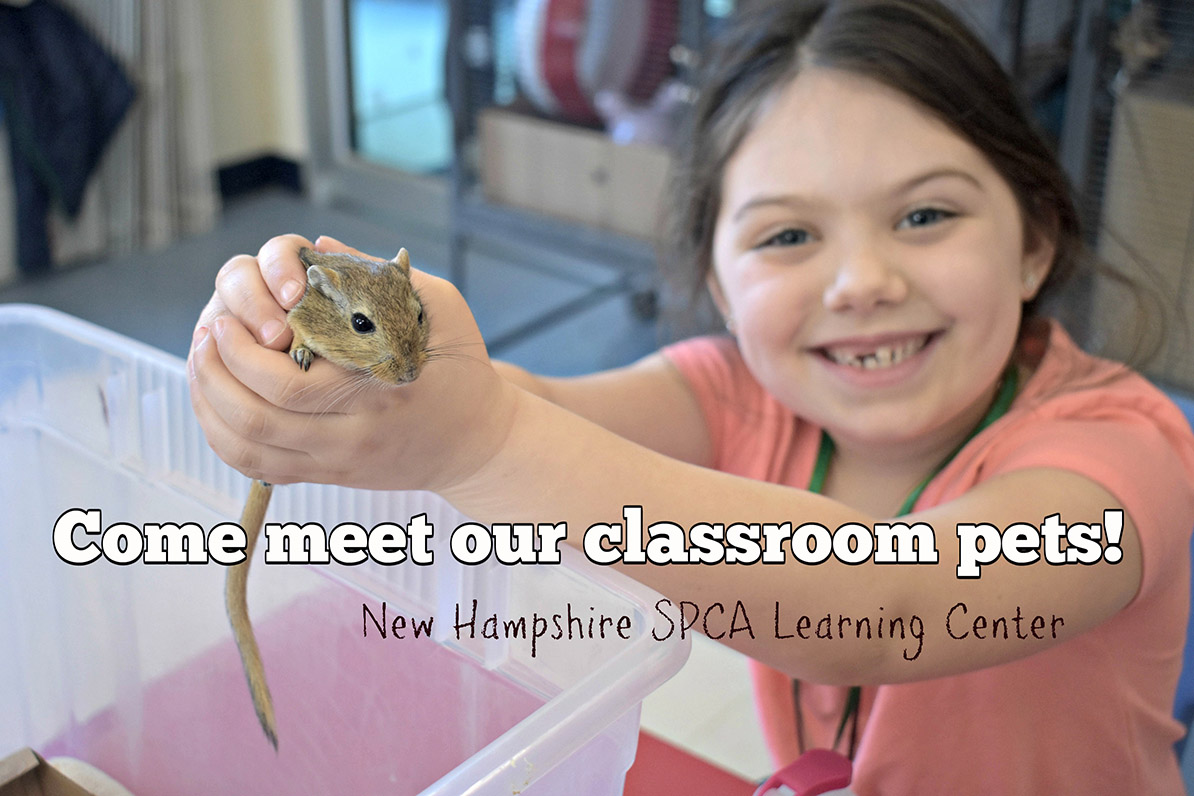 Come Meet our Classroom Pets - NHSPCA