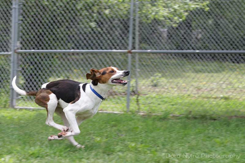 Dog sport classes